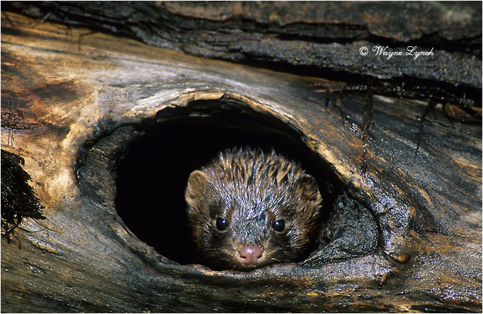 American Mink 104 by Dr. Wayne Lynch &copy;